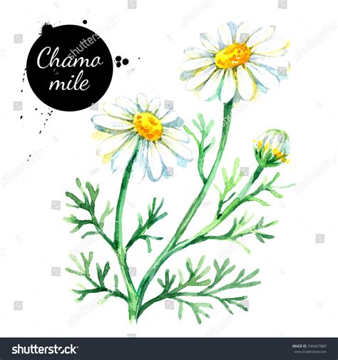 Hand Drawn Watercolor Chamomile Flower Illustration Stock Illustration