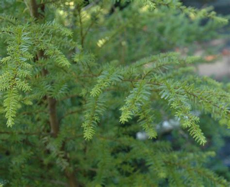 Tsuga Heterophylla Western Hemlock Woodbrook Native Plant Nursery