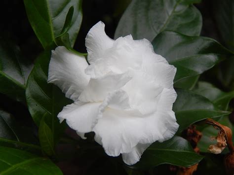 Tra i fiori bianchi da giardino troviamo la spirea, che appartiene alla famiglia delle rosacee. Fiori Bianchi: le 5 varietà più belle e semplici da coltivare!