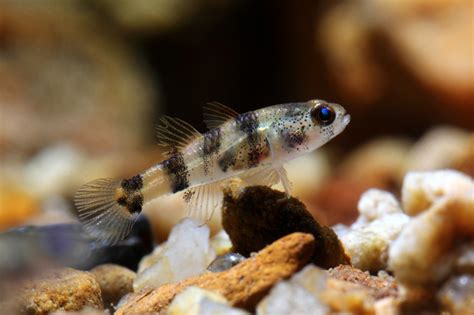 Welcome To Aquarium Pictures Blog Fish Data Dwarf Tiger Goby