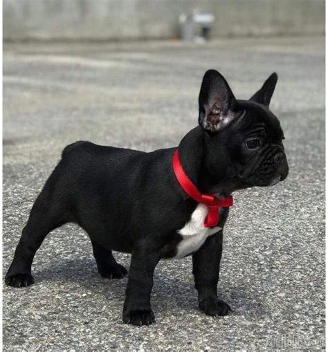 It's free to post an ad. French Bulldog Price: $1,500 | French bulldog puppies ...