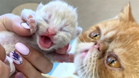 Cat Giving Birth To 4 Kittens For The First Time Youtube