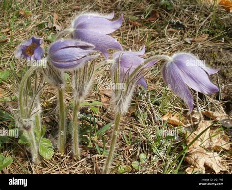 Eastern Pasqueflower Prairie Smoke Prairie Crocus And Cutleaf