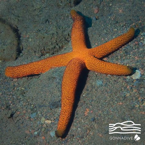 Sea Stars Have A Tough Covering On Their Upper Side Which Is Made Up