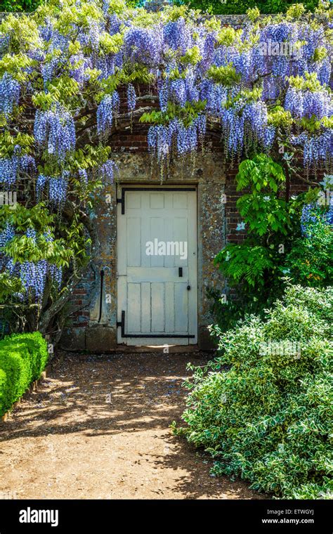 Pergola With White Wisteria Hi Res Stock Photography And Images Alamy