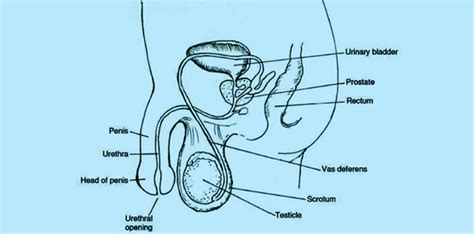 Sexual Reproduction Male And Female Reproductive System Organs