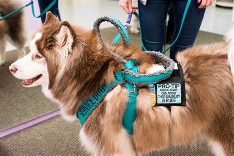 A dog behaviourist is a person who works in modifying or changing behaviour in dogs. What You Might Not Know About Service Dogs. Etiquette ...
