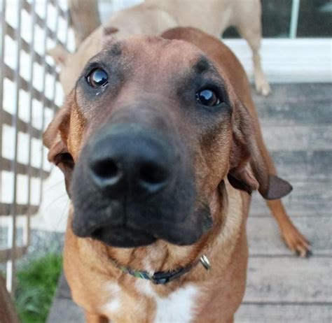 Adopt Rocket On Petfinder Pets Redbone Coonhound Pet Id
