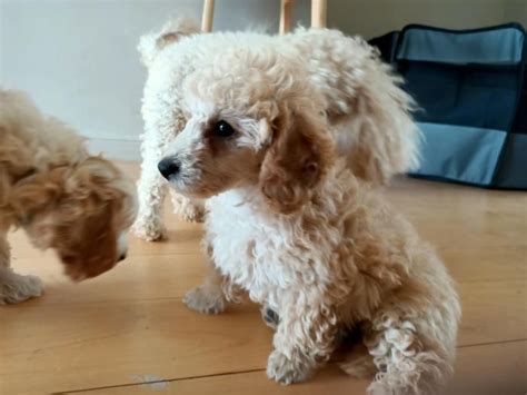 Toy Poodle Female In 2021 Dogs For Sale Toy Poodle Poodle