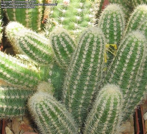 Xeriscape Landscaping Cactus Plants Xeriscape