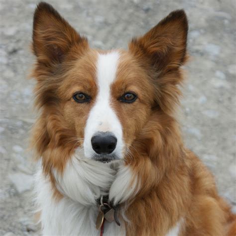 Welsh Sheepdog Breed Guide Learn About The Welsh Sheepdog