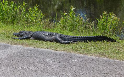 Everglades Shark Valley Alligator Florida Touren Reisen