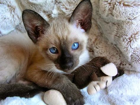 Find siamese kittens for sale. Seal Point Siamese Kitten | Kitten for sale, Siamese cats ...