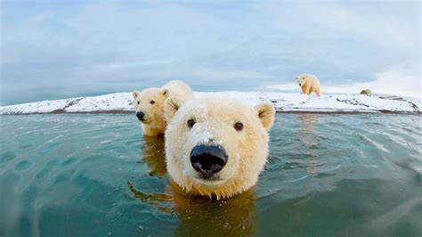 Close Up Shot Of Polar Bears Amazing Animals Pics
