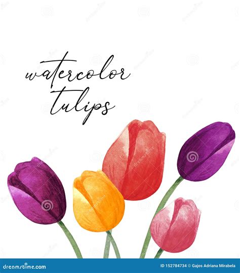 Watercolor Hand Painted Tulips Card Colorful Tulips On White
