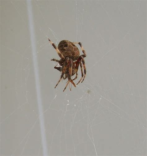 Giant Fuzzy Spider 02 Flickr Photo Sharing