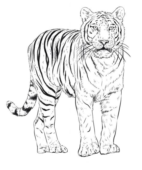 Easy Tiger Drawing Ideas How To Draw A Tiger Blitsy