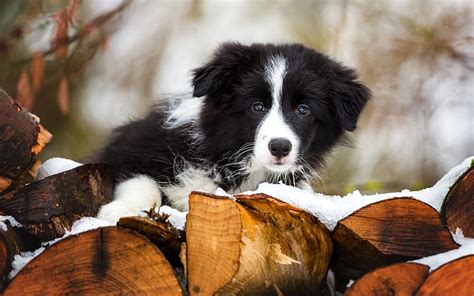1920x1080px 1080p Free Download Border Collie Small Fluffy Puppy