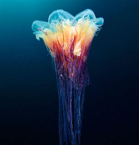 Mesmerizing Jellyfish Photography By Alexander Semenov