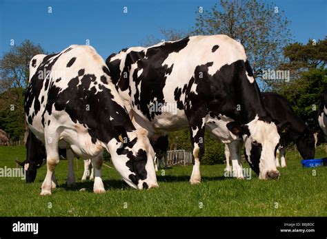Holstein Dairy Cattle Grazing Grass Cumbria Stock Photo Alamy