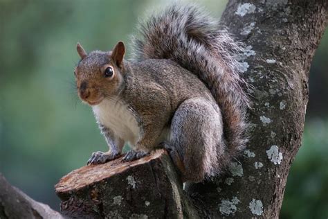 A Squirrel Sitting On Top Of A Tree Branch