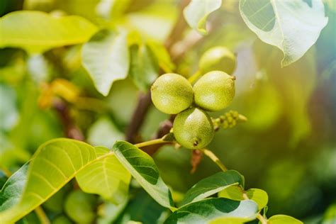 Einen walnussbaum gilt es anders zu schneiden als sonstige obstbäume, da er besonders empfindlich darauf reagiert. Walnussbaum » Wann erfolgt die erste Ernte?