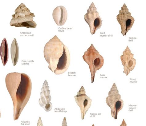 Shell Types Seashell Identification Around The World Pinterest