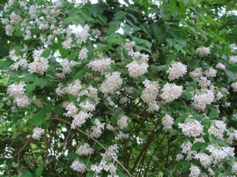 Beautybush A Common Name For Large Growing Deciduous Shrub