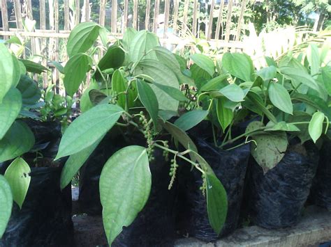 | cili solok atau lada solok ini popular di kelantan tapi nak cari di luar negeri cik siti wan kembang memang payah sikit. BIBIT BUAH & TANAMAN HIAS: Tanam merica/lada dalam pot
