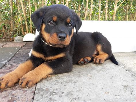 Bu köpeklerin genel olarak mizacı şu şekildedir Puppyplaats.nl - Te koop rottweiler pups van rottweiler ...