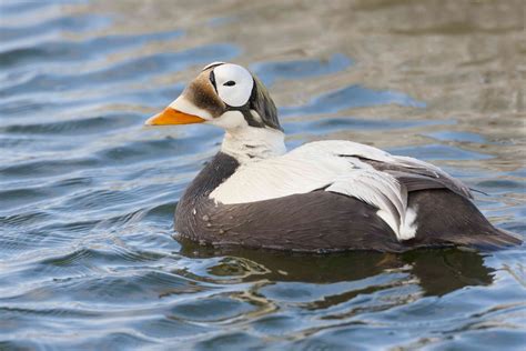 14 Incredible Duck Species