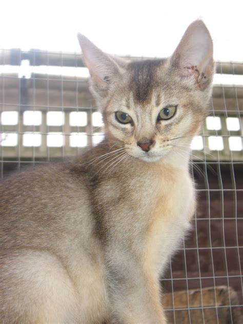 Kittens breeders is a home based kittycattery based in the united states.we specialize on luxury, purebred cats, and kittens for sale. Usual Silver Abyssinian Kitten | Folkestone, Kent | Pets4Homes