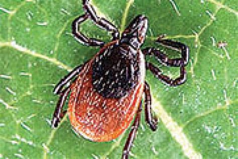 Deer Ticks Poison Ivy Could Thrive As The Climate Changes Duluth