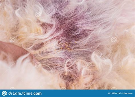 Vet Examining Dog Body Skin With Bad Yeast Fungal Infection Stock Image