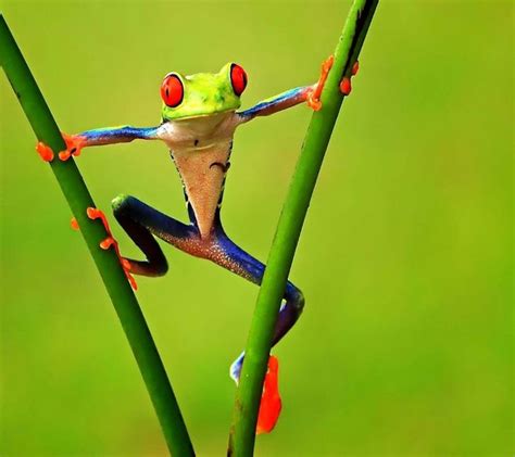 A Red Eyed Tree Frog Sitting On Top Of A Green Plant With The Caption