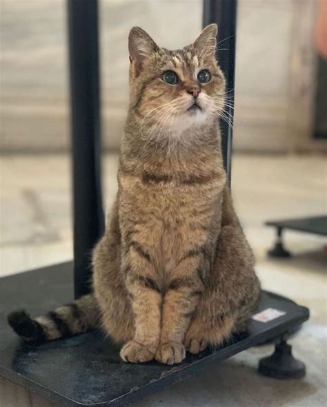 Meet Gli The Hagia Sophia Cat Pics Page Of Success Life