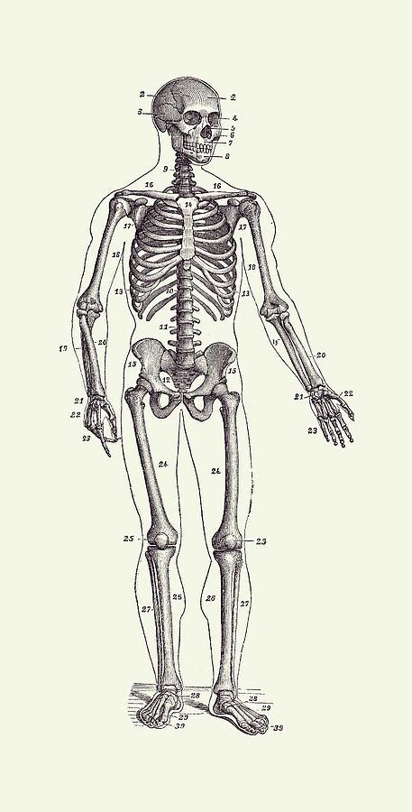 Forward Facing Skeletal Diagram Vintage Anatomy Poster 2 Drawing By
