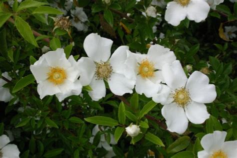 Cherokee Rose Identification Walter Reeves The Georgia Gardener