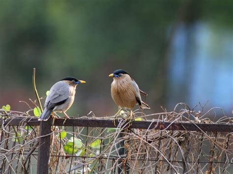 Brahminy Starling Hoodoo Wallpaper