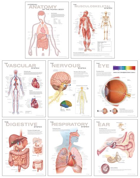 Human Anatomy Study Charts