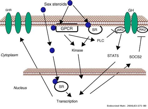 Sex Steroids And Growth Hormone Interactions Endocrinología Y