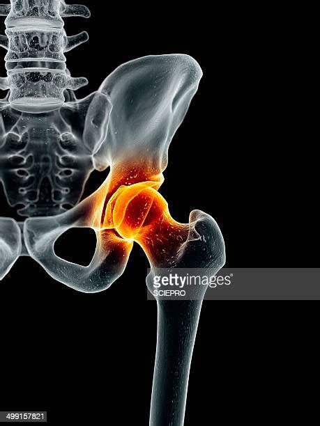 Hip Anatomy Photos And Premium High Res Pictures Getty Images