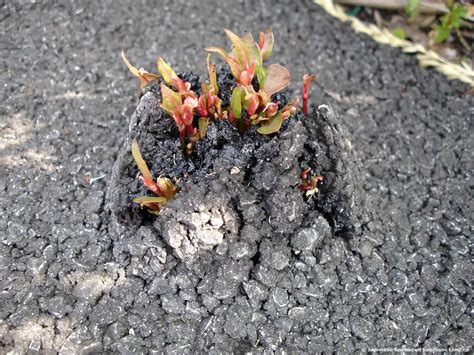 Japanese knotweed can halt a house sale, but with a variety of ways to identify and treat it, it an extremely resilient plant thanks to large energy stores in its root system, japanese knotweed is very. Thing you need to know about Japanese Knotweed Damage