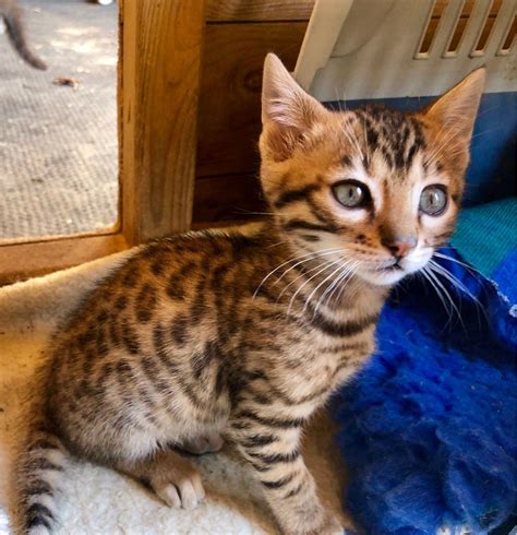 Pride in our breeding programs and the development of their personality! Beautiful Bengal kittens for sale | Exeter, Devon | Pets4Homes