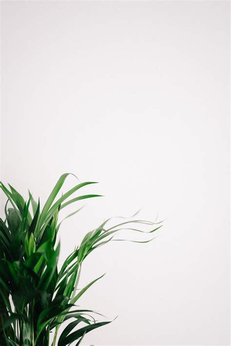 Green Plant On White Background Photo Free House Plants Image On Unsplash