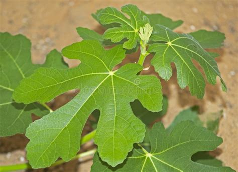 The Leaves Of A Common Fig Tree Stock Image Image Of Green Floral