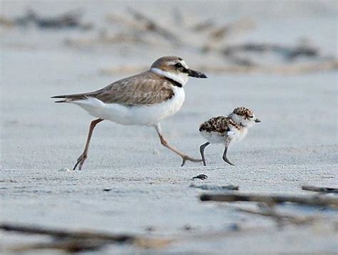 Beach Visitors Encouraged To Be Aware Of Nesting Shorebirds Local