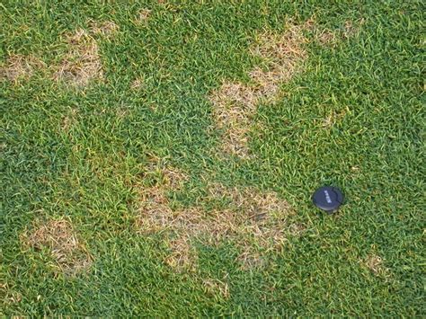 How To Identify And Treat Different Lawn Diseases