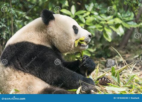 Panda Eating Shoots Of Bamboo Rare And Endangered Black And White Bear