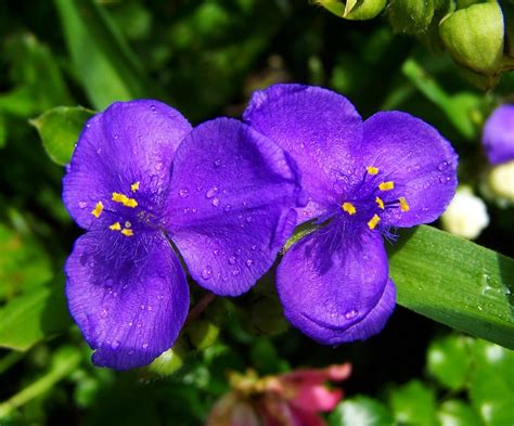 Blue Garden Flowers Summer Flower · Free Photo On Pixabay